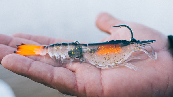 Switcher Shrimp 4.25