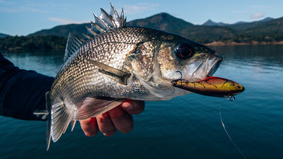 *New* Swimtrex Lipless Crankbait