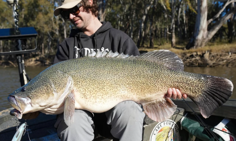 Kings of the River: Mastering Murray Cod with Nomad Design – Nomad ...