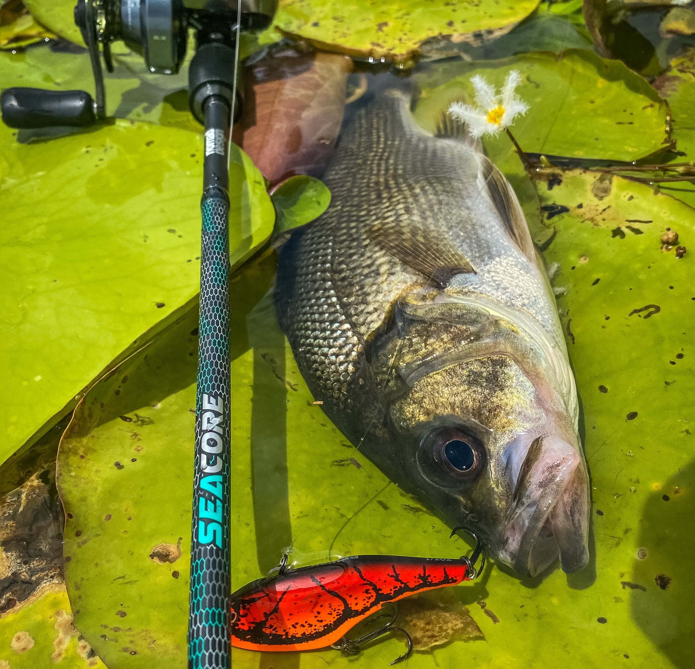 Seacore Baitcast Rods by Nomad Design