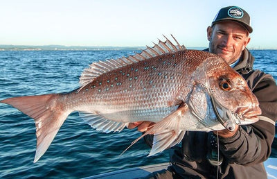 Targeting snapper on Vertrex soft vibes