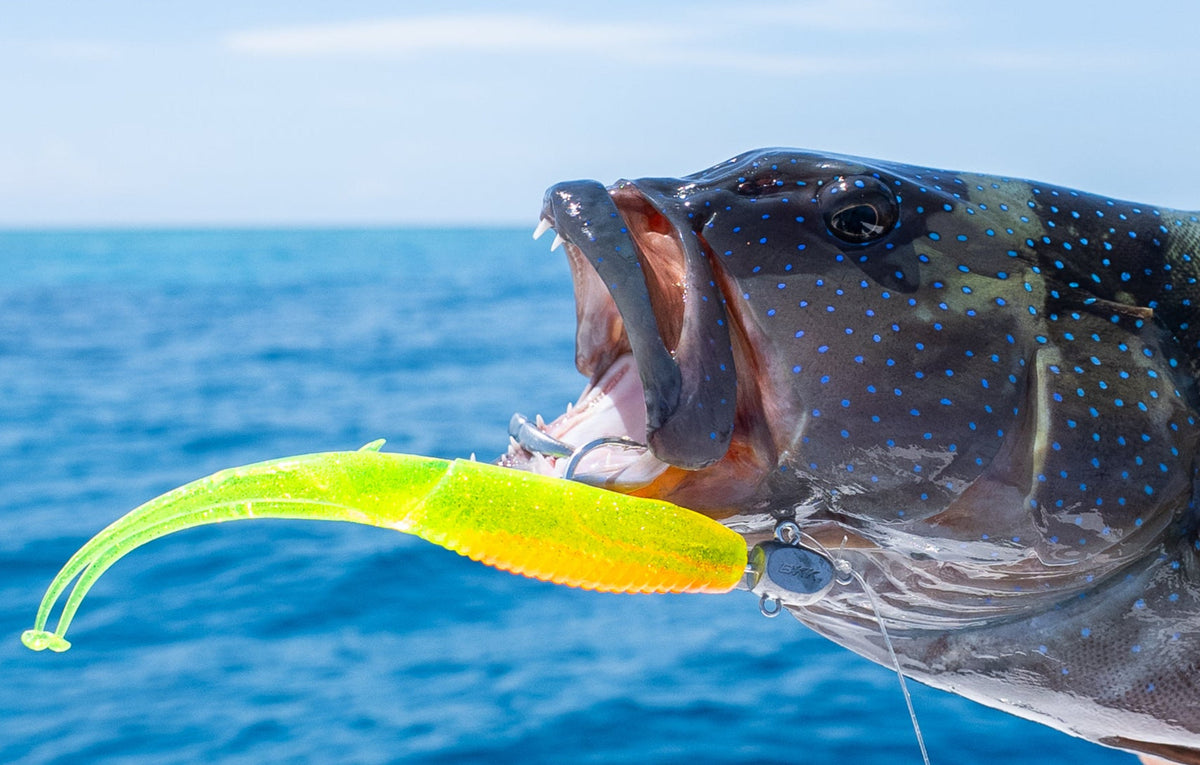 Live Ops Jerksquid Northern Reef