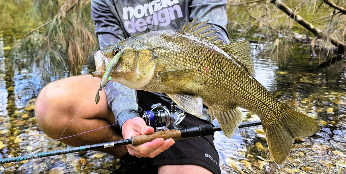 Live Ops Bass