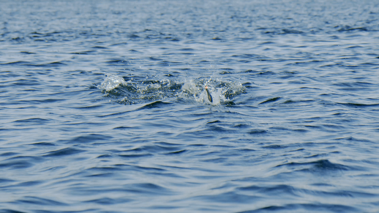 Dartwing Offshore