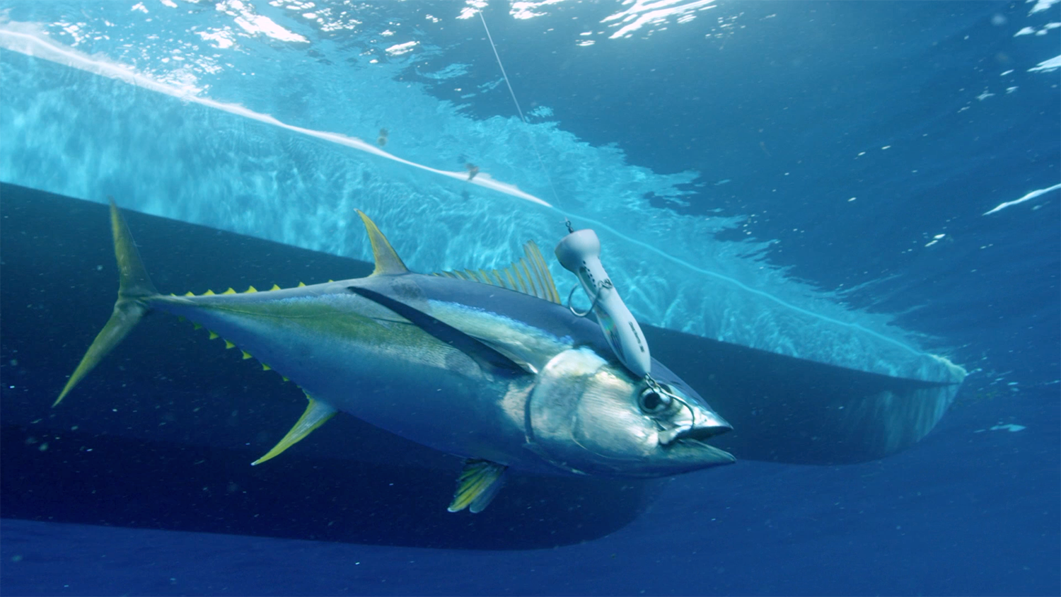 Chug Norris Offshore