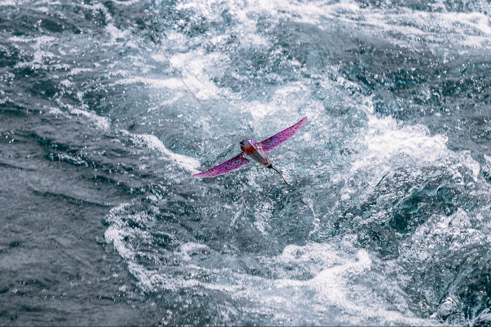 Flyingfish_Lifestyle_Action