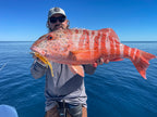 Jerksquid 5" Jerkshad - 4 Pack - Live Ops