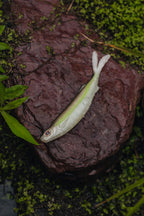Fallout Minnow 4.25" - 4 Pack - Live Ops