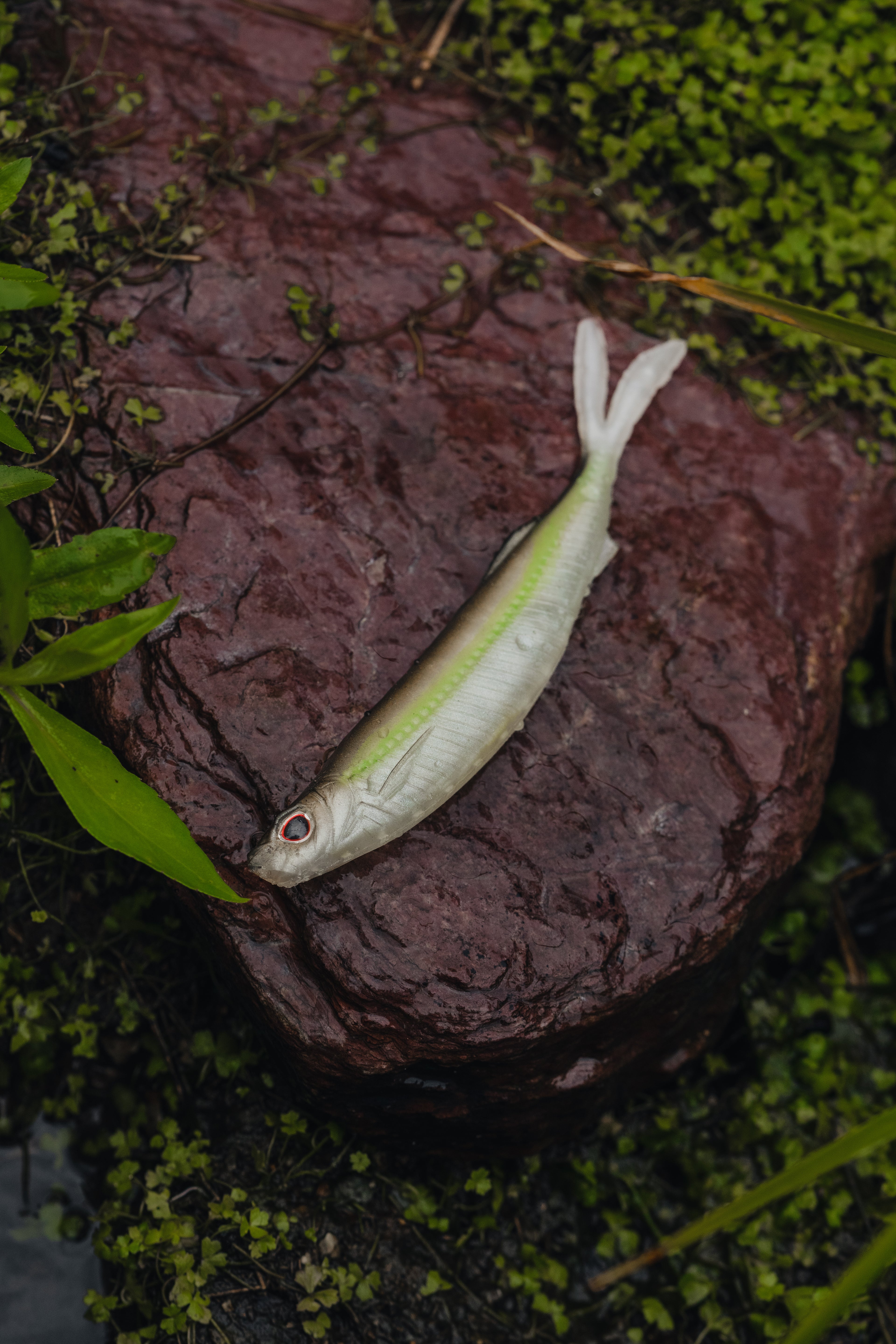 Fallout Minnow 4.25" - 4 Pack - Live Ops