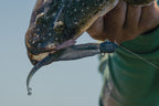 Double Down 3" Jerkshad - 6 Pack - Live Ops
