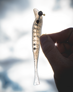 Delta Minnow 4.5" Jerkbait - 4 Pack - Live Ops