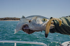 Dozer 4" Swimbait - 4 Pack - Live Ops