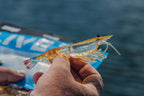 Switcher Shrimp 3.5" - 5 Pack - Live Ops