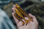 Dozer 3" Swimbait - 5 Pack - Live Ops