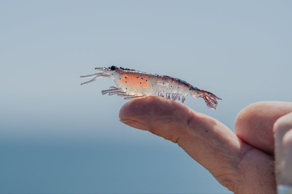 Switcher Shrimp 2.3