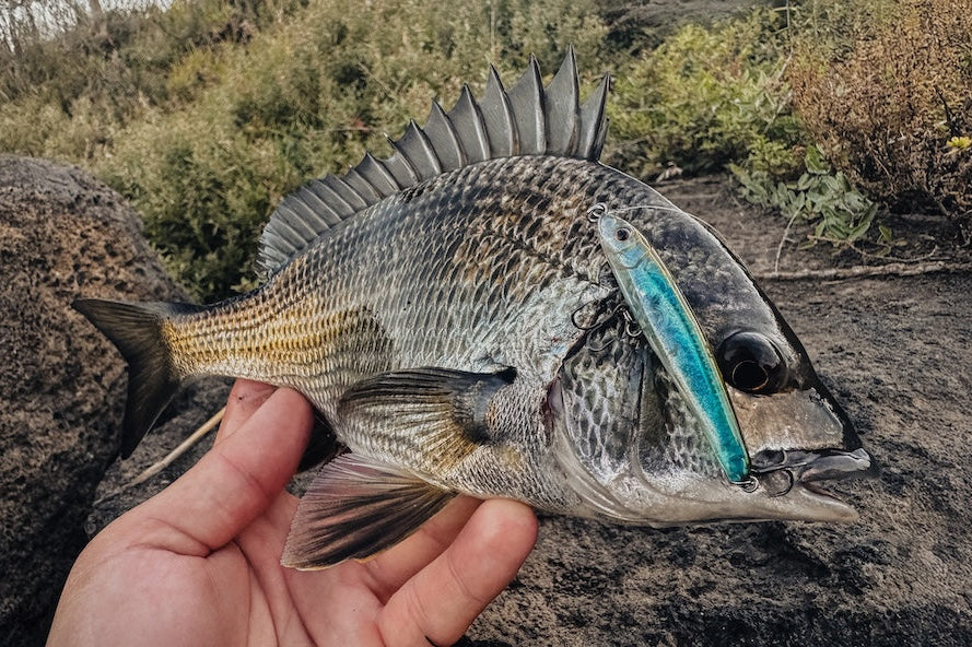 Riptide-58-Bream