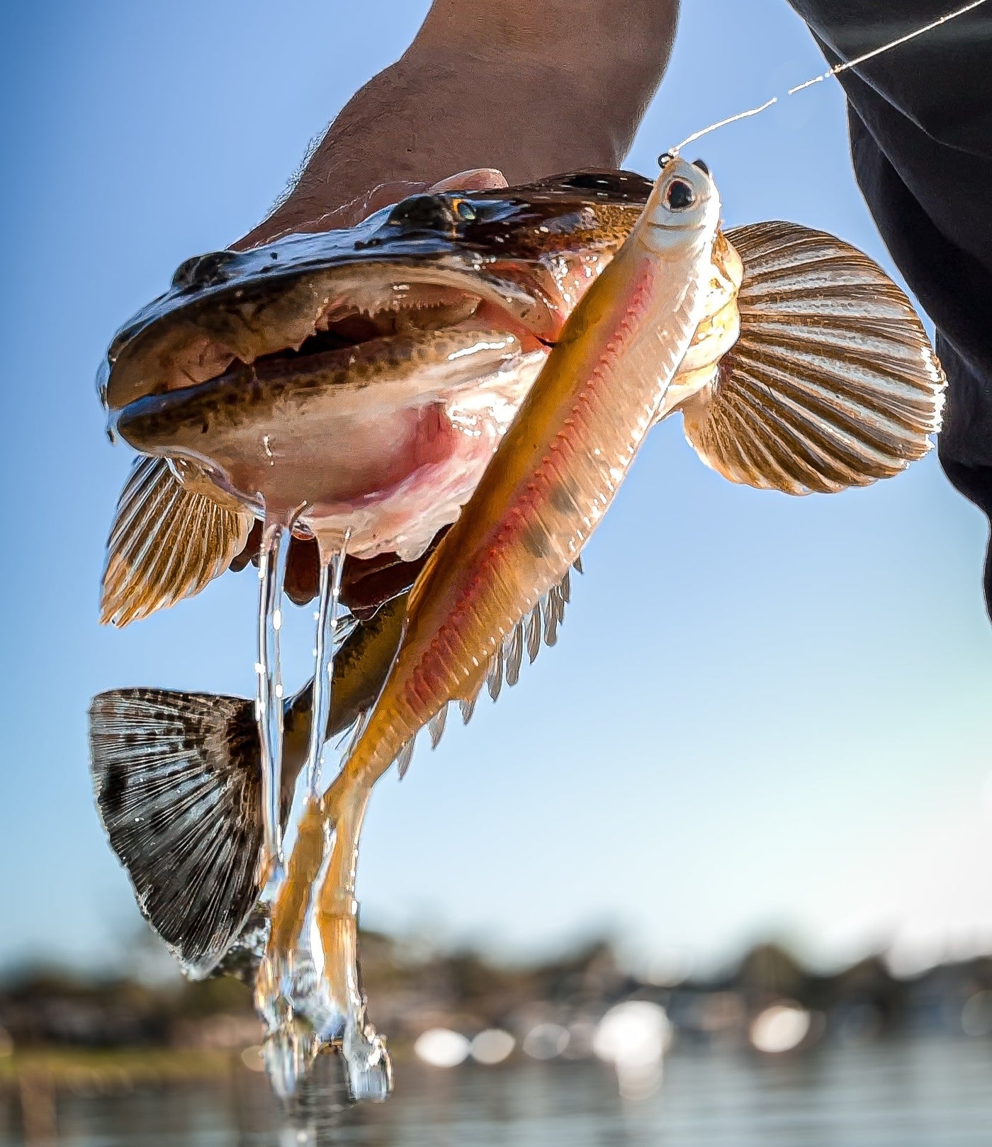 Fallout Minnow 5" Swimbait - 4 Pack - Live Ops Soft Plastics
