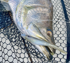 Wingman 5.25" Jerkshad - 4 Pack - Live Ops