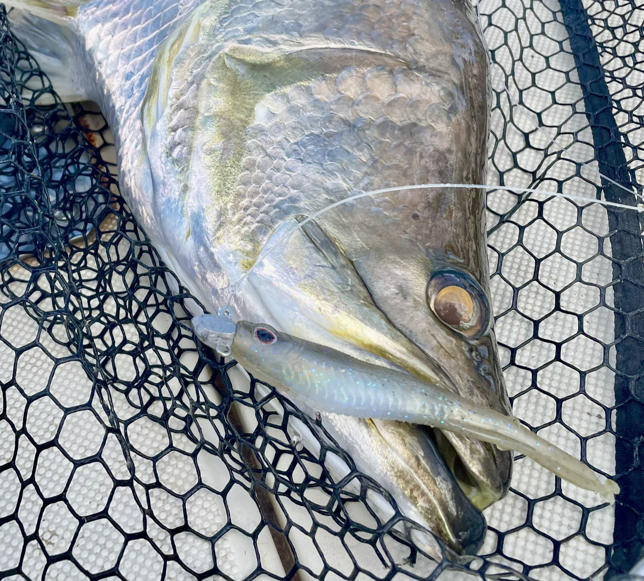 Wingman 5.25" Jerkshad - 4 Pack - Live Ops