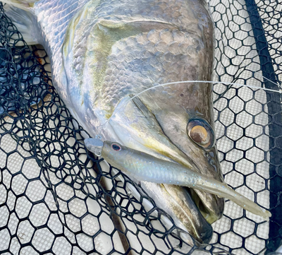 Wingman 5.25" Jerkshad - 4 Pack - Live Ops Soft Plastics