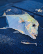 Spectre Minnow 4" Swimbait - 4 Pack - Live Ops