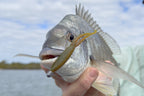 Double Down 3" Jerkshad - 6 Pack - Live Ops