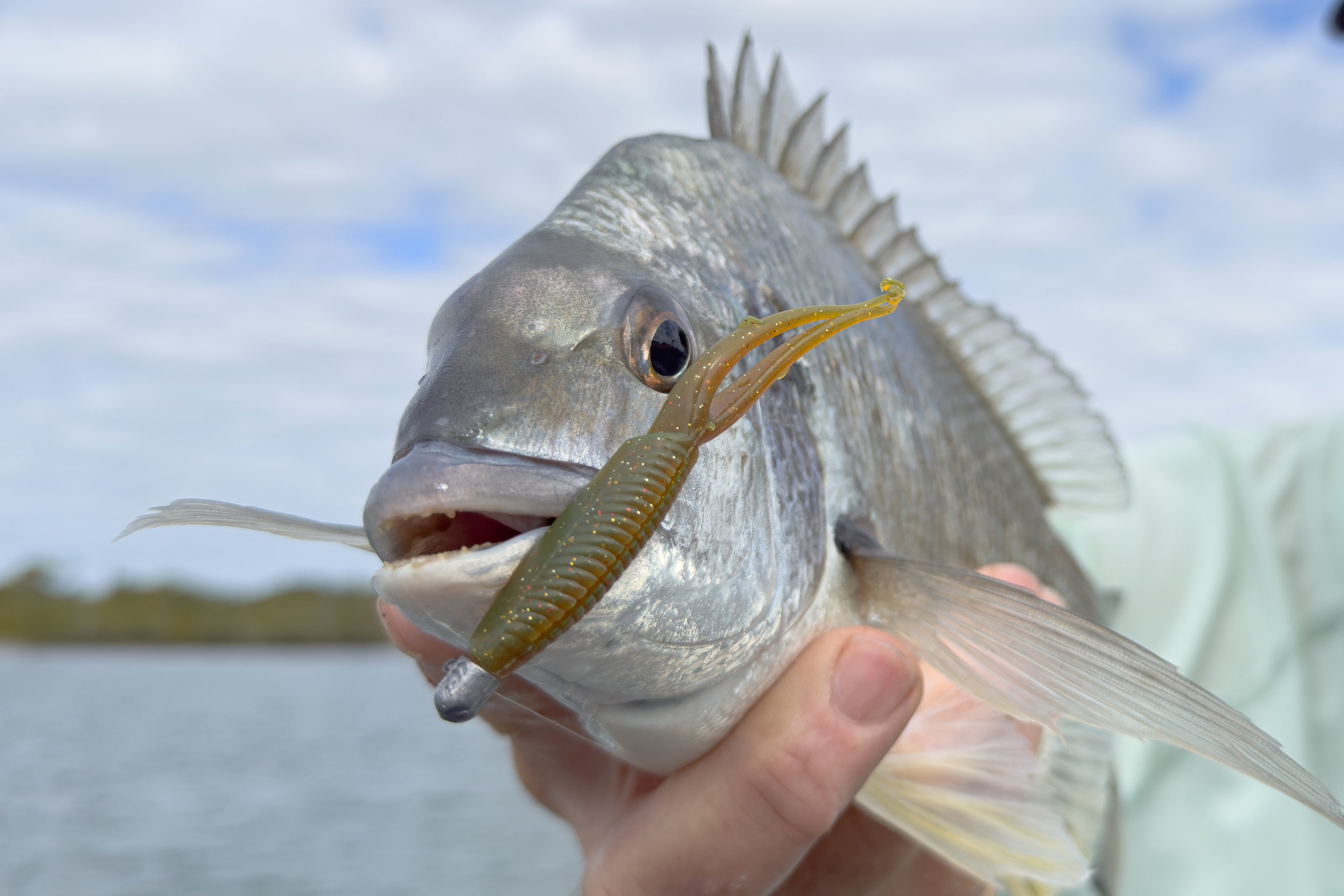 Double Down 3" Jerkshad - 6 Pack - Live Ops