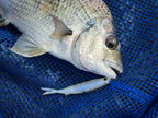 Fallout Minnow 4.25" - 4 Pack - Live Ops
