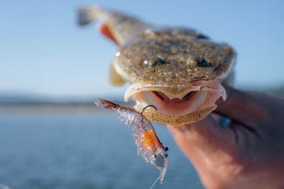 Switcher Shrimp 3.5" - 5 Pack - Live Ops Soft Plastics