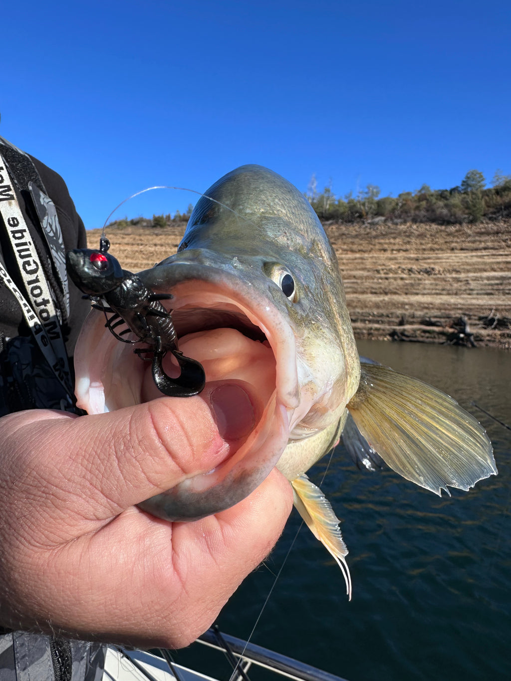 Radiax 2.25" Grub - 6 Pack - Live Ops