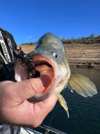 Radiax 2.25" Grub - 6 Pack - Live Ops