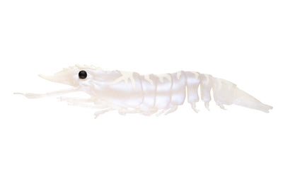 Sumo Shrimp Unrigged 5" - 2 pack - Live Ops Soft Plastics