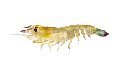Sumo Shrimp Unrigged 5" - 2 pack - Live Ops Soft Plastics