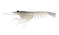 Switcher Shrimp 3.5" - 5 Pack - Live Ops