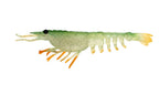 Switcher Shrimp 3.5" - 5 Pack - Live Ops