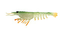 Switcher Shrimp 4.25" - 4 Pack - Live Ops