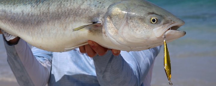 australian salmon fishing lures Salmon & Tailor Bundle – Nomad-Design-International