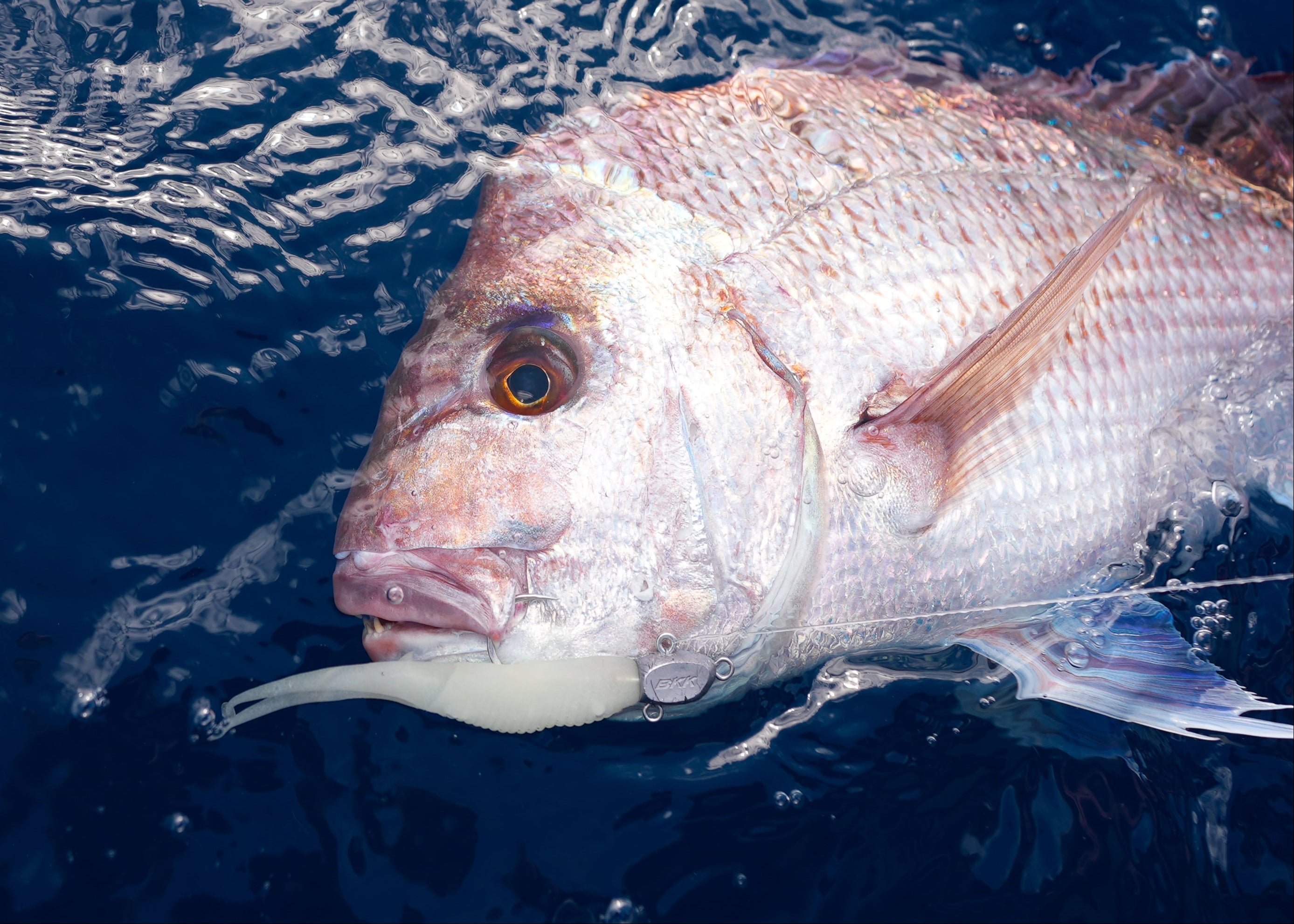 Snapper Double Down Jerkshad Soft Plastic