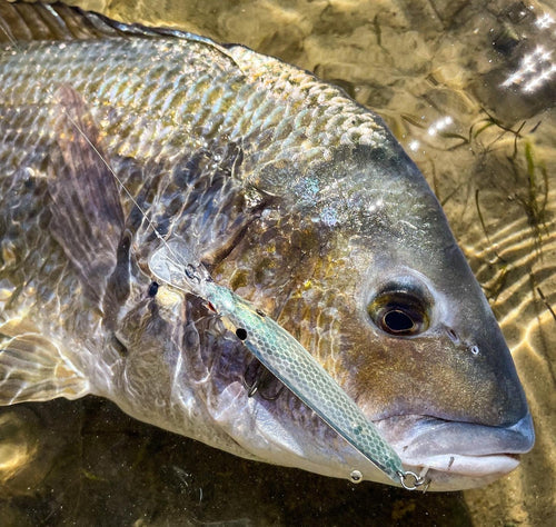 Bream Bundle