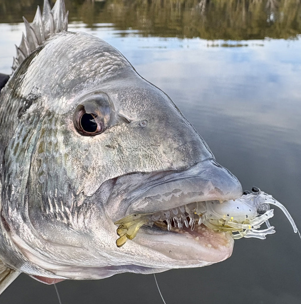 Bream Bundle