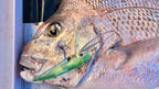 Inshore Trolling Bundle