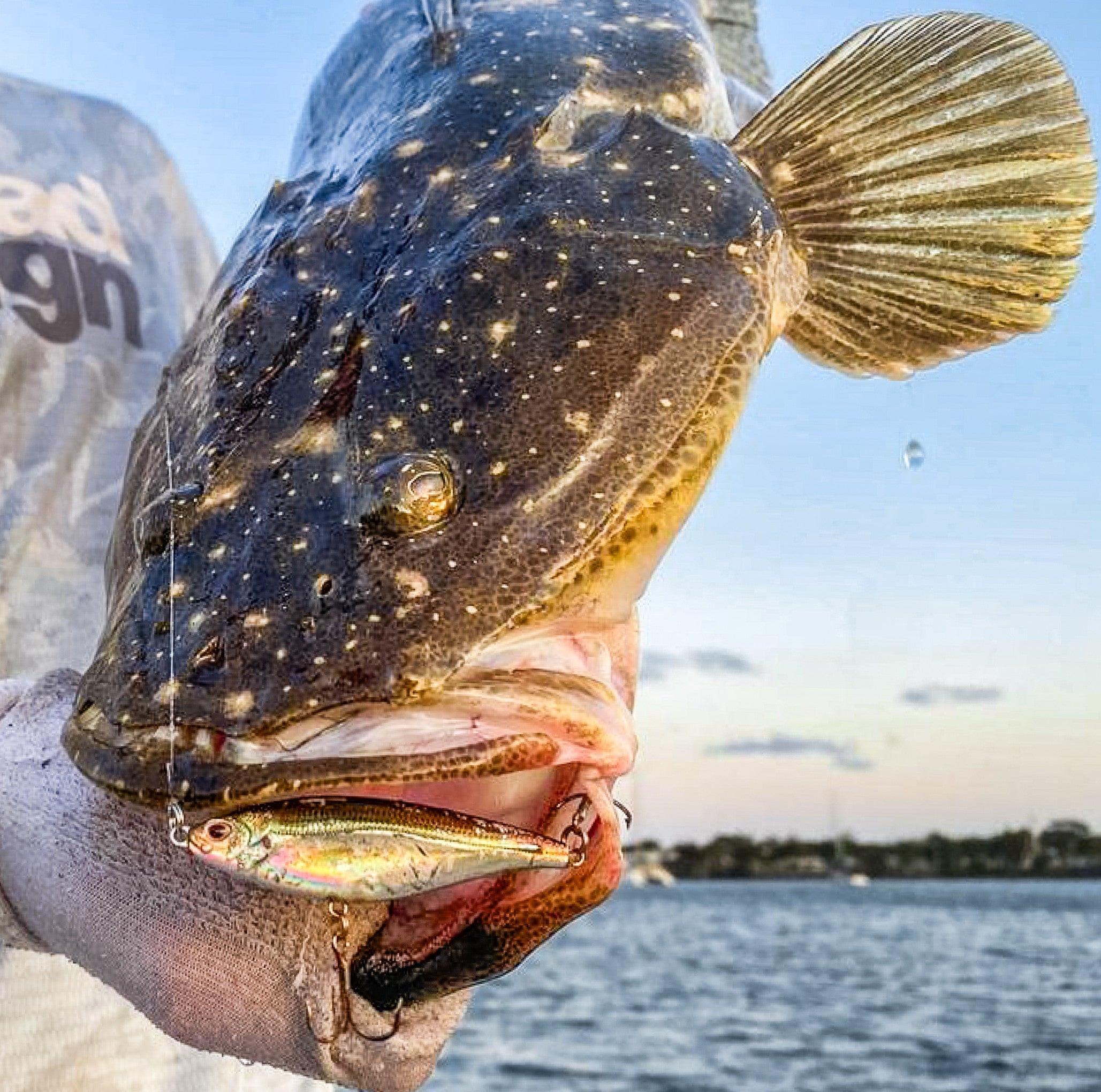 Flathead Bundle