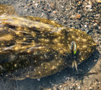 Flathead Bundle