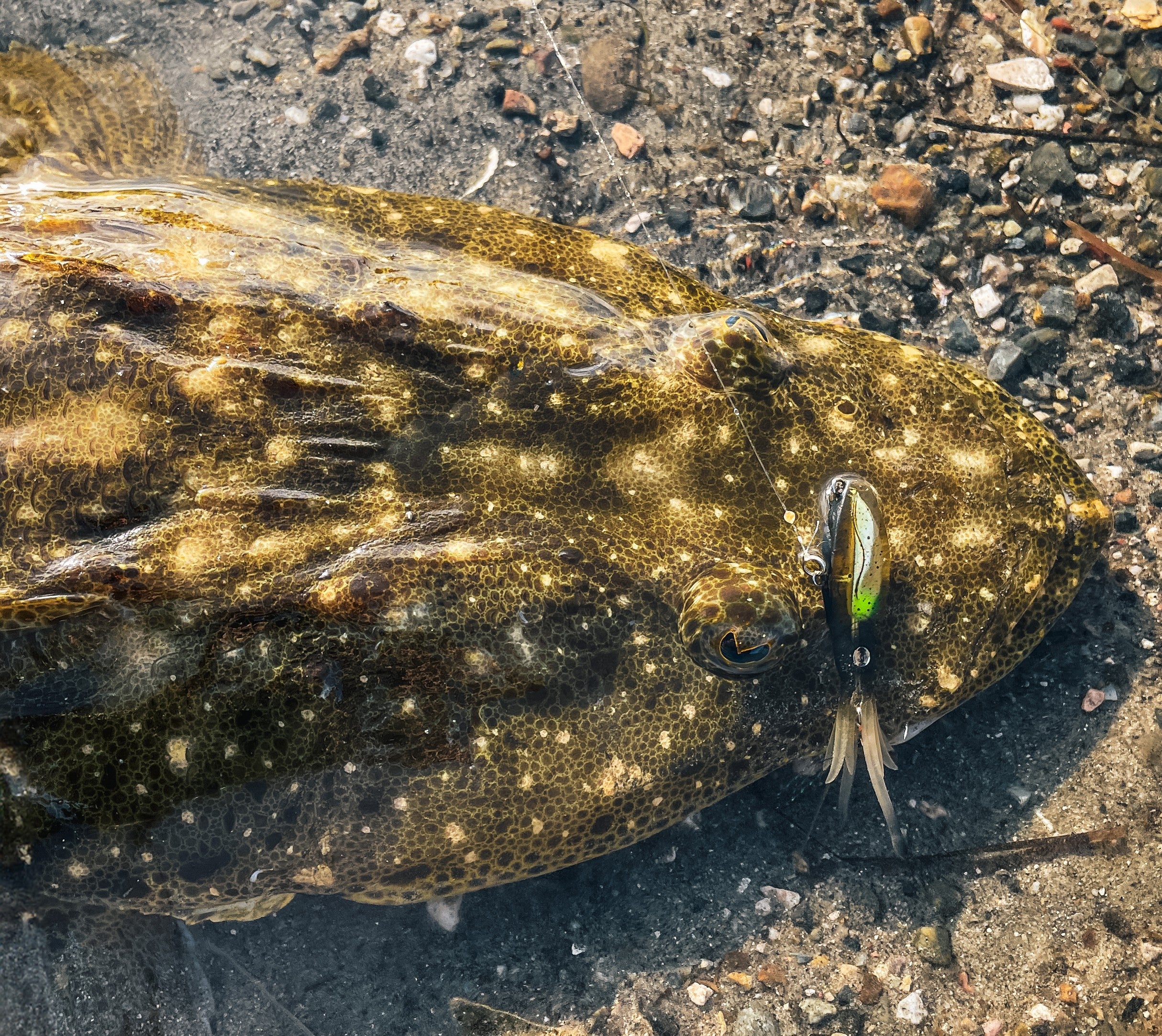 Flathead Bundle