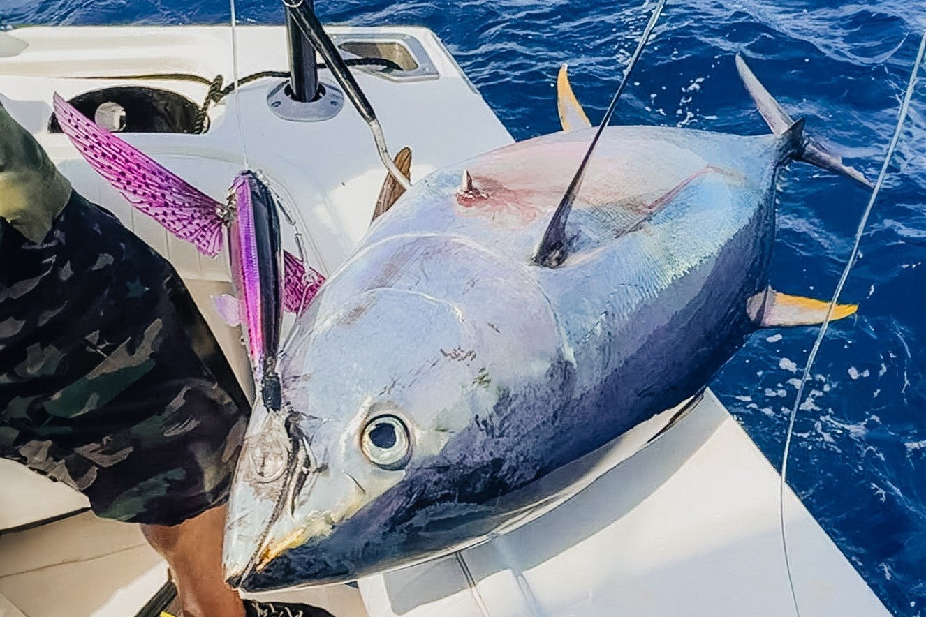 slipstream flying fish tuna