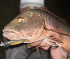 Mangrove Jack Bundle