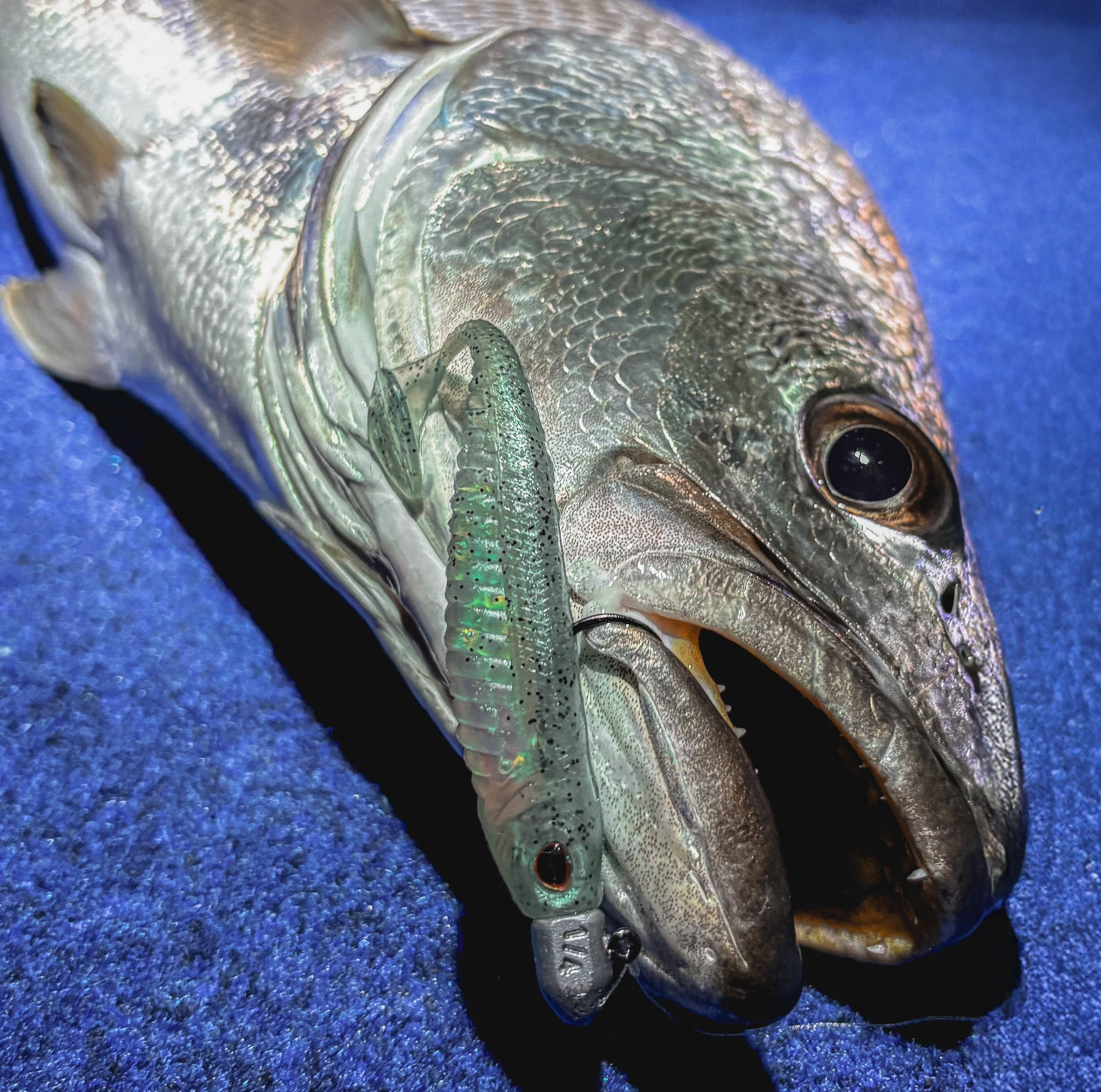 Mulloway Bundle