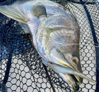 Live Scope & Strolling Bundle