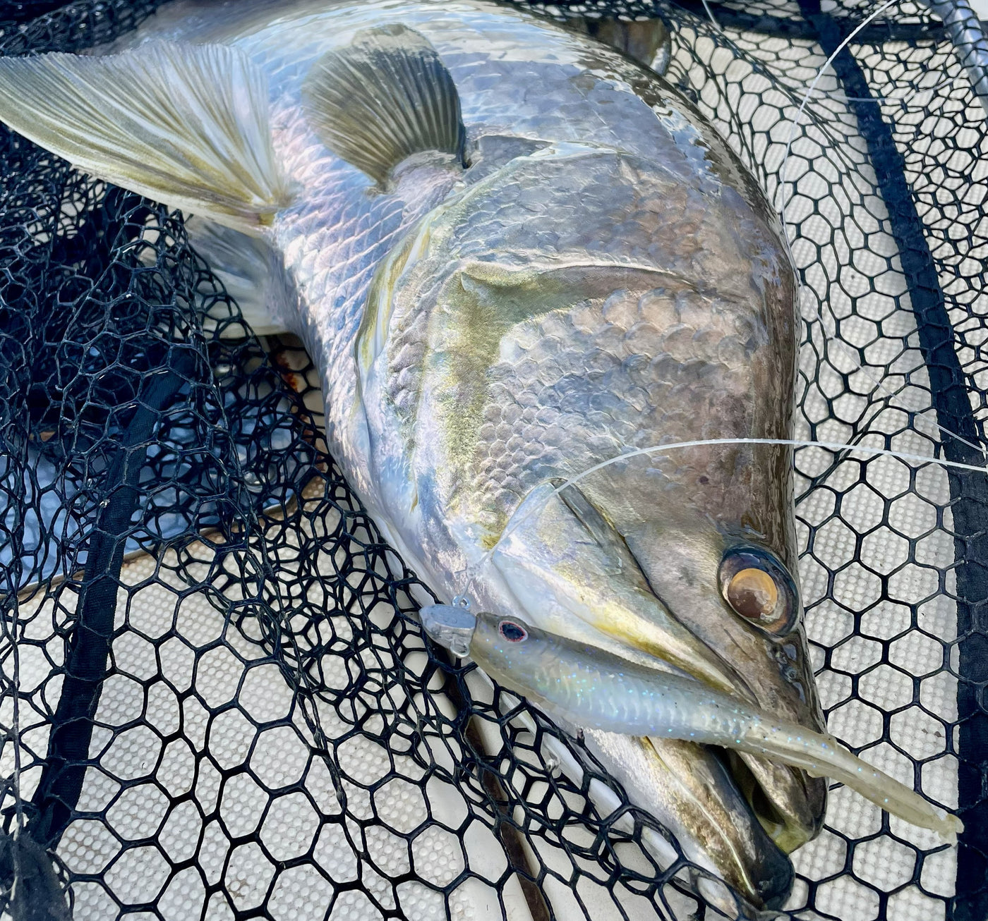 Live Scope & Strolling Bundle