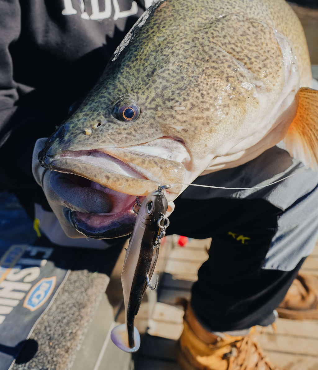 Murray Cod Bundle